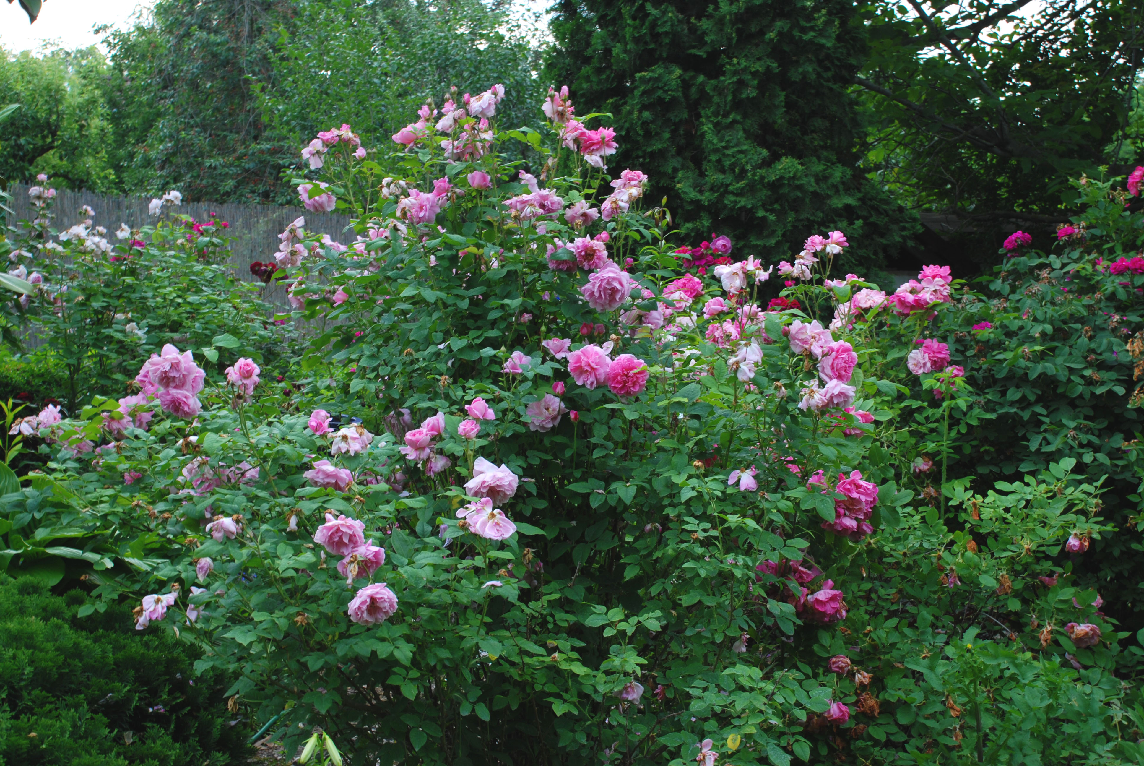 Роза ругоза abelzieds